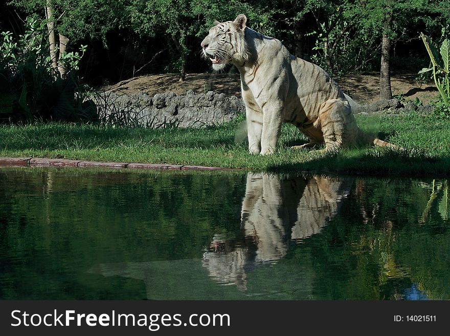 White tiger reflection