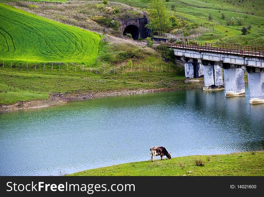 Field bridge and lake with dike and a cow