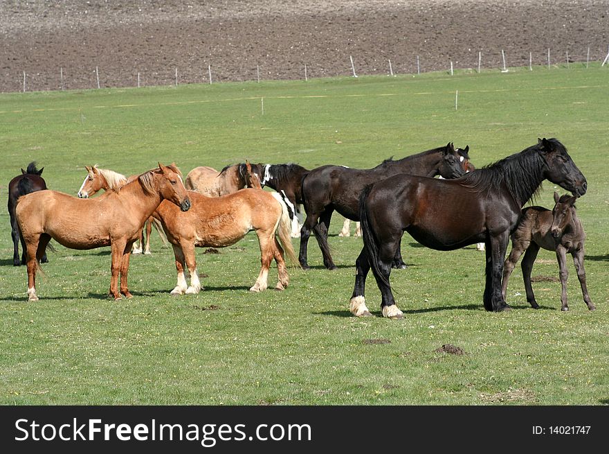 Image of two horses captured in Castelluccio di Norcia - umbria - italy