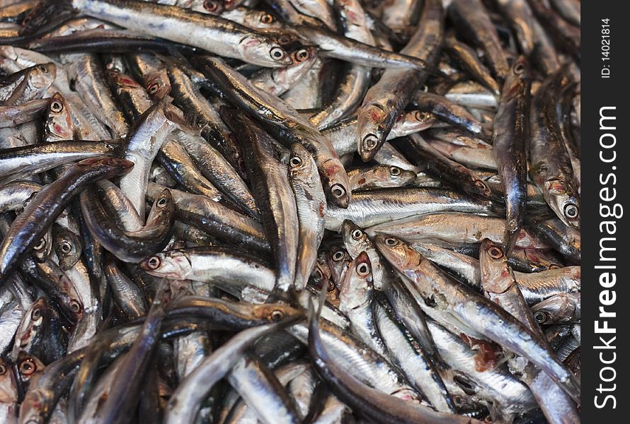 A pile of fresh sardines in a bucket