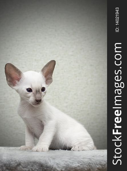 Portrait of kitten of oriental breed