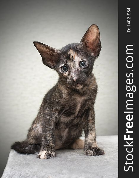 Portrait of kitten of oriental breed