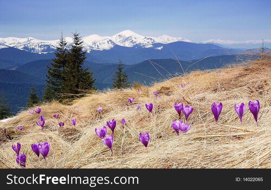Crocuses blossoming in mountains