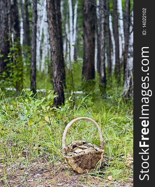 Basket with mushrooms against wood and a grass