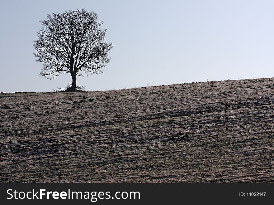 Lonely tree in the field