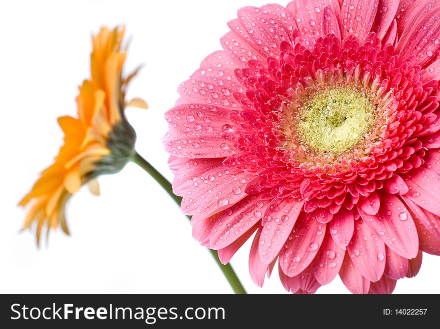 Pink Daisy-gerbera With Water Drops