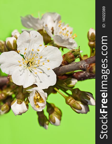 White flowers and kidneys on a branch of a sweet cherry on a green background. White flowers and kidneys on a branch of a sweet cherry on a green background