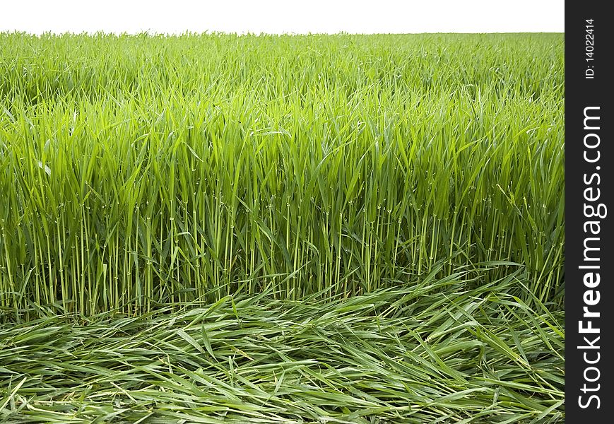 Green wheat field on white background.