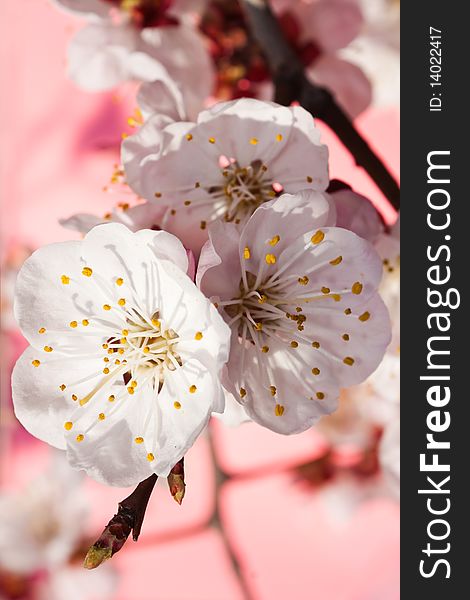White flowers of a branch of an apricot on a pink background