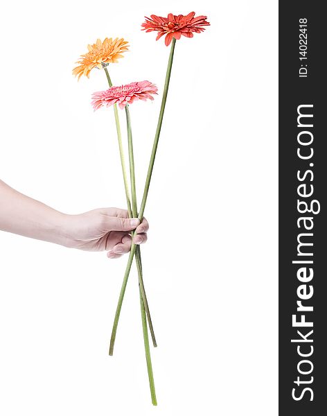 Bouquet from daisy-gerbera in hand isolated on white