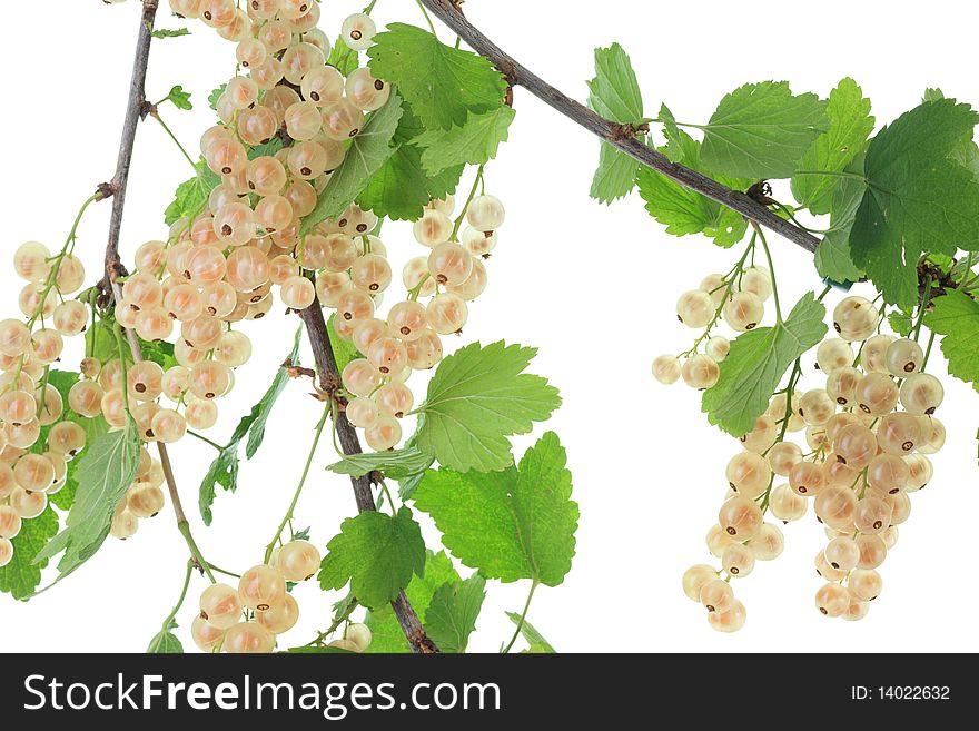 White Currants.