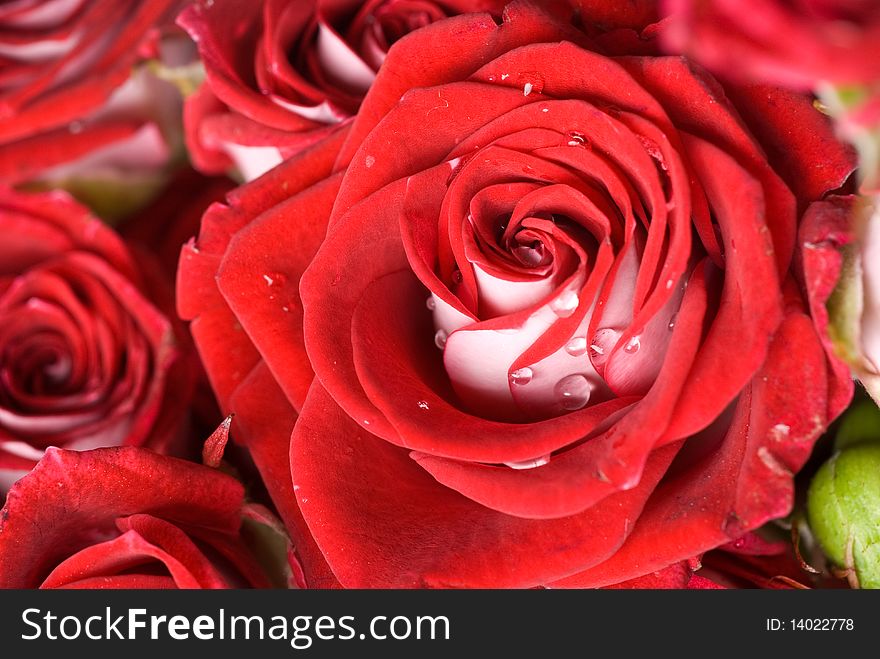 Close up photo of red rose