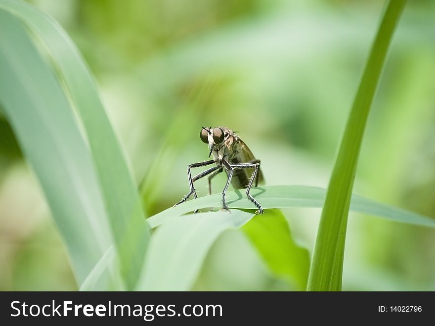 Micro robber fly on grass