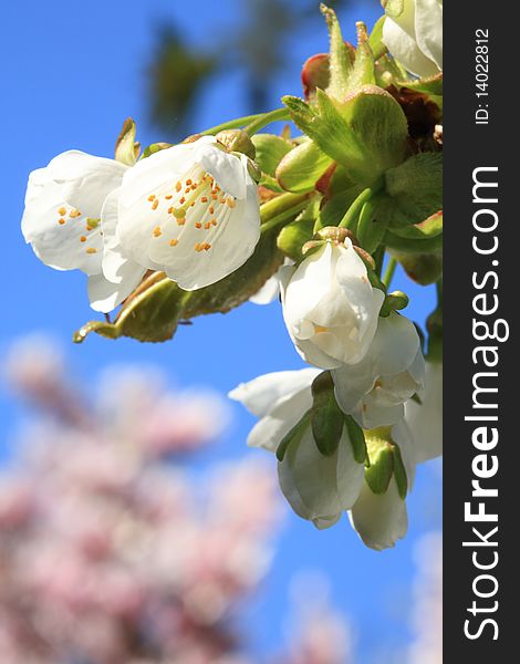 Blooming cherry tree branch against blue sky. Blooming cherry tree branch against blue sky.