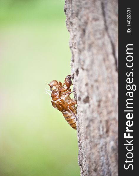 Shell Of Cicada