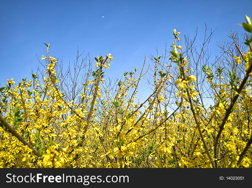 The vivid yellow cole flowers with pure blue sky was a great view.