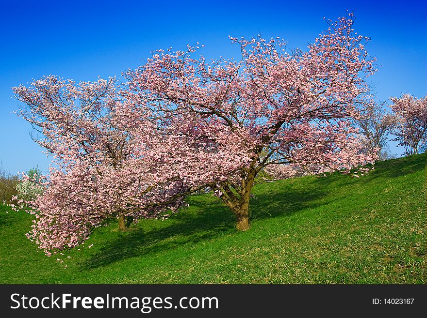 Blossoming tree on a grassland