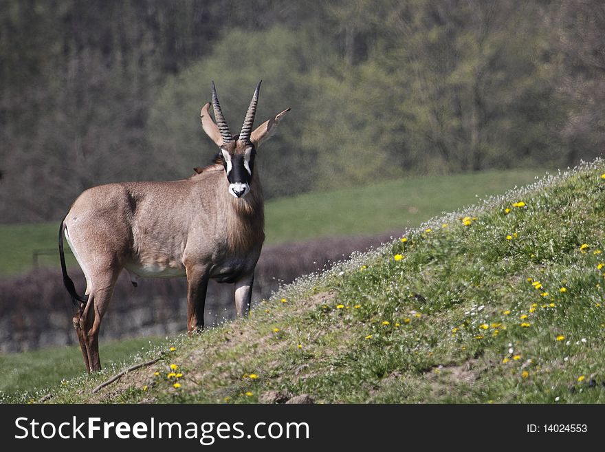 Roan Antelope