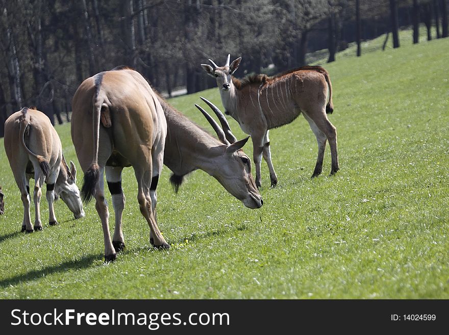 The only one safari operation in Czech Republic - zoo Dvur Kralove. There is a herd of antelopes feeding on grass. The only one safari operation in Czech Republic - zoo Dvur Kralove. There is a herd of antelopes feeding on grass.