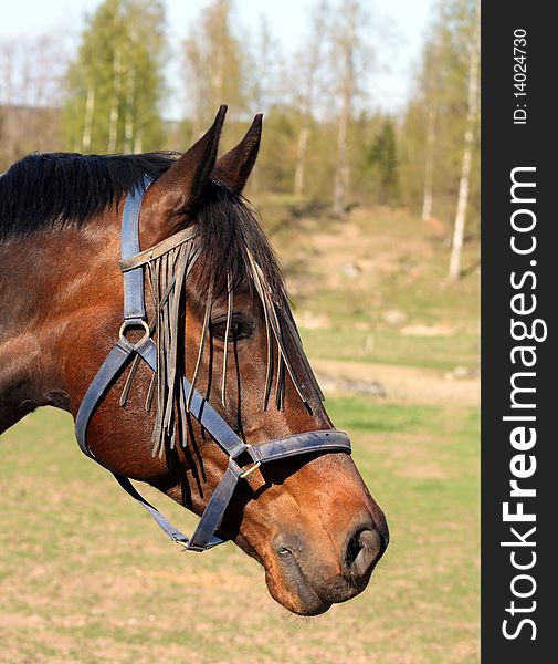 Head portrait of a beautiful brown horse in a field