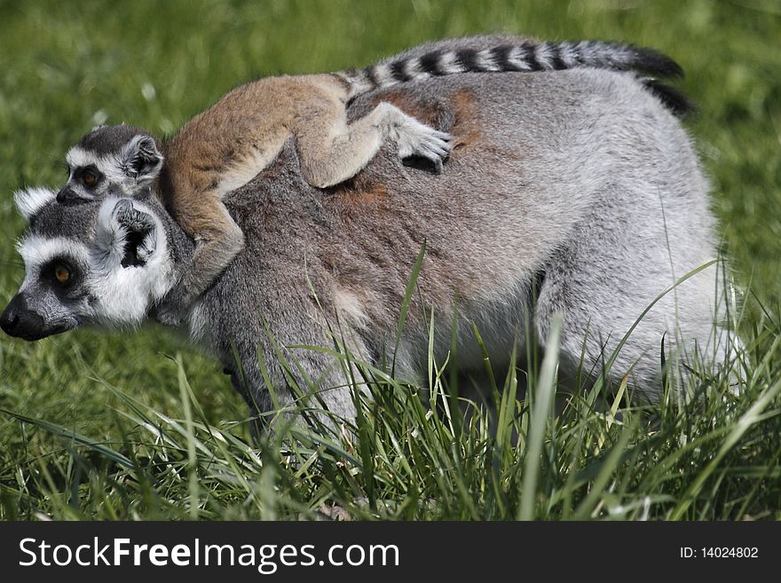 Ring-tailed lemur holding its juvenile