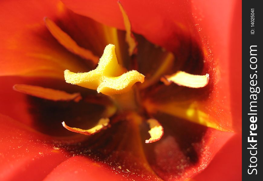 The inside of a red tulip. The inside of a red tulip.