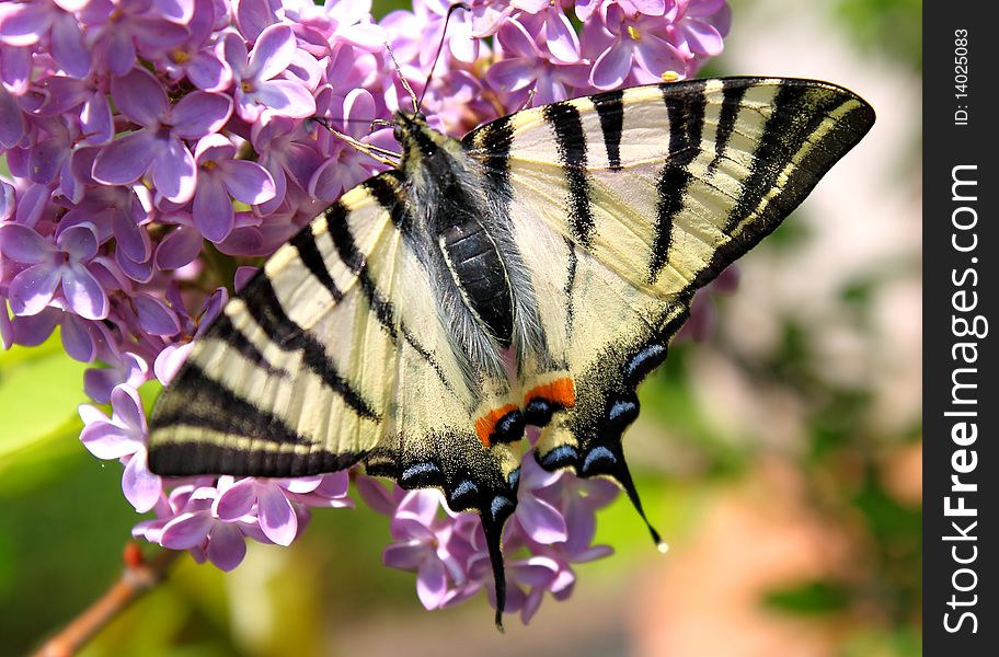 Beautiful butterfly on a fresh lilac flower