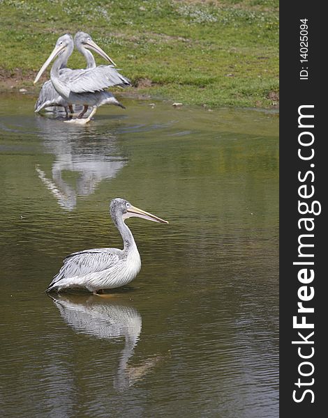 The pink-backed pelicans are mirroring on the water surface. The pink-backed pelicans are mirroring on the water surface.