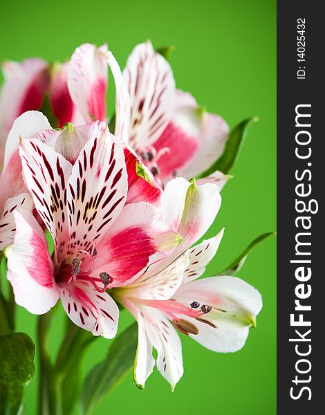 Beautiful fresh alstroemeria on a green background