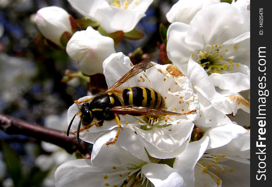 Photo detail of wasp on blossom tree. Photo detail of wasp on blossom tree
