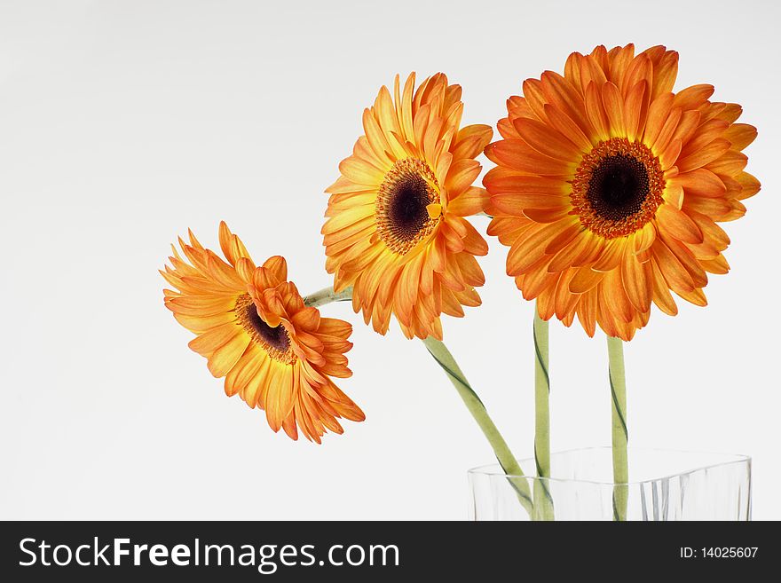 Three gerber stand in a glass square vase