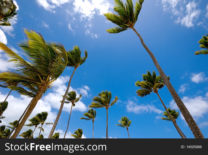 Many palms and a blue sky