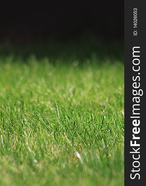 A portrait format image of green grass. Focus on middle distance of image. Room for copy above or below image.