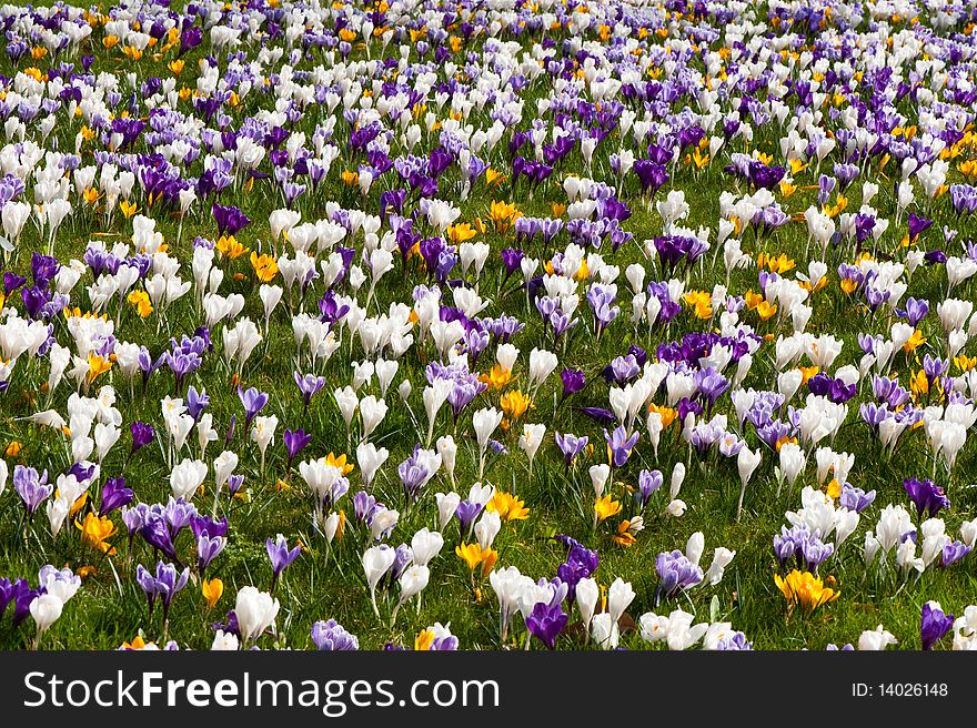 A field of colorful crocusses. A field of colorful crocusses