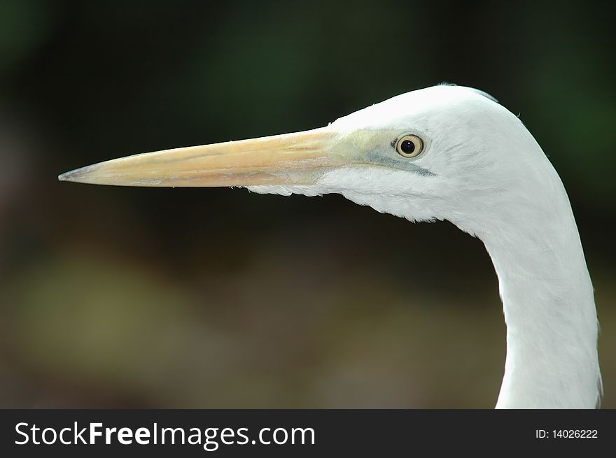 A portrait of a great egret