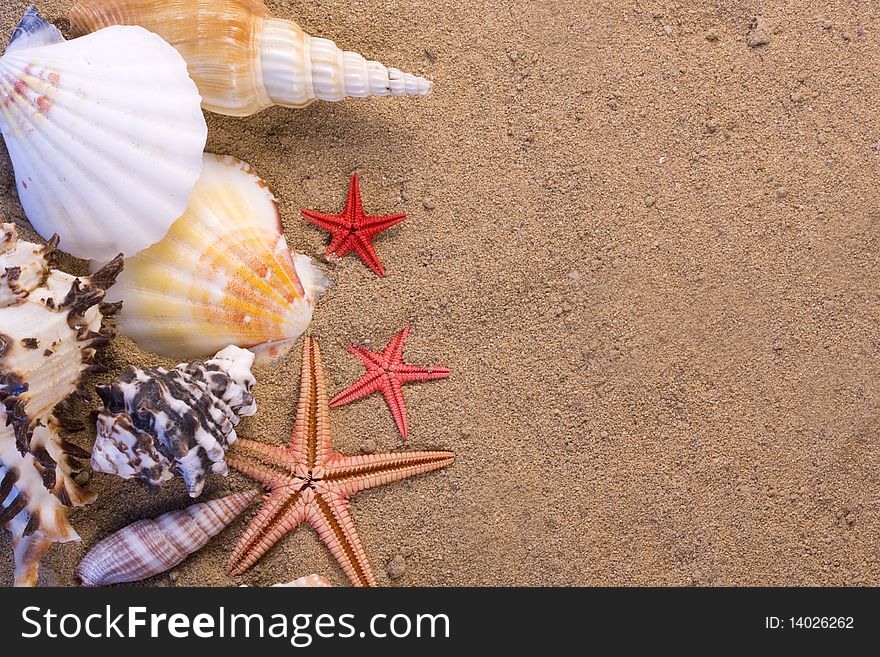 Assortment of starfish, seashells in the sand