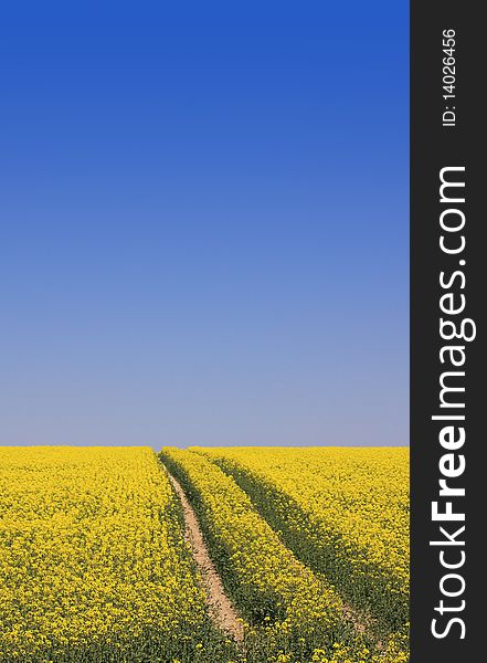 A portrait format image with room for copy above image, of an early Summer field of seed. Set against a bright blue sky background.. Located in Wiltshire UK. A portrait format image with room for copy above image, of an early Summer field of seed. Set against a bright blue sky background.. Located in Wiltshire UK.