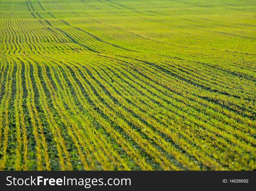 Freshly seeded corn uoung crops landscape. Freshly seeded corn uoung crops landscape