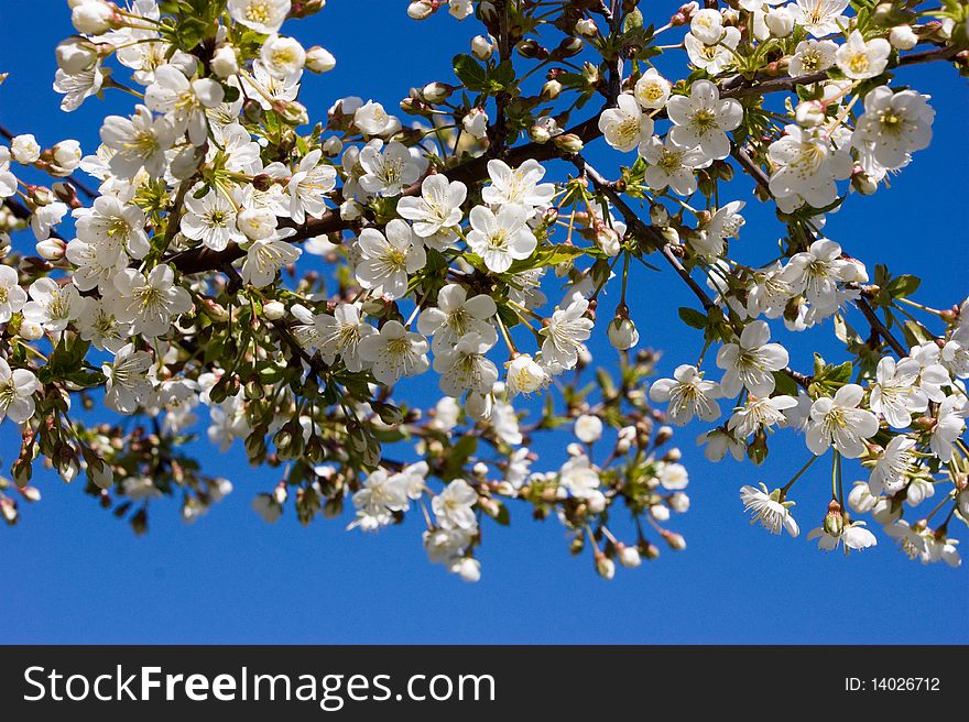 White cherry blossom against blue background