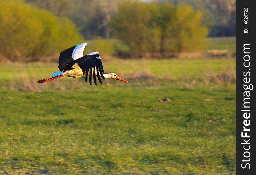 Polish Stork bird on swamp. Polish Stork bird on swamp