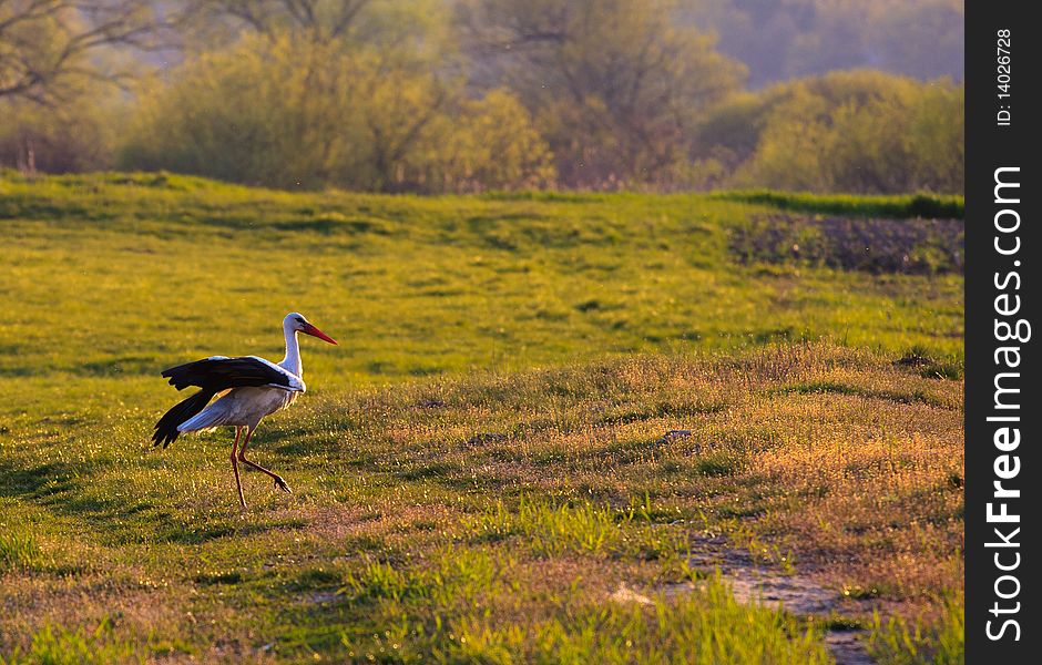 Stork on swamp