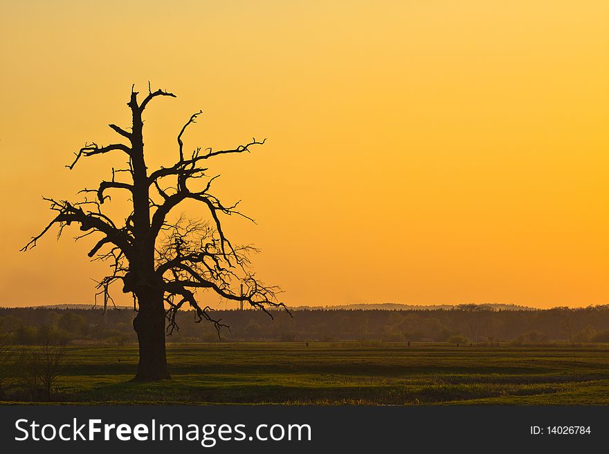 Sunset swamps landscape with fallen tree. Sunset swamps landscape with fallen tree