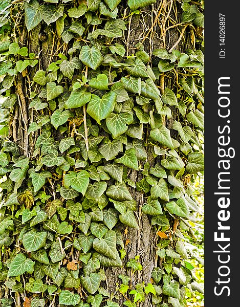 Ivy on a tree close up