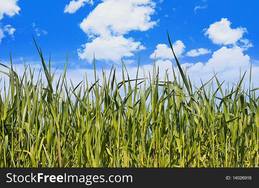 Grass on blue background sky