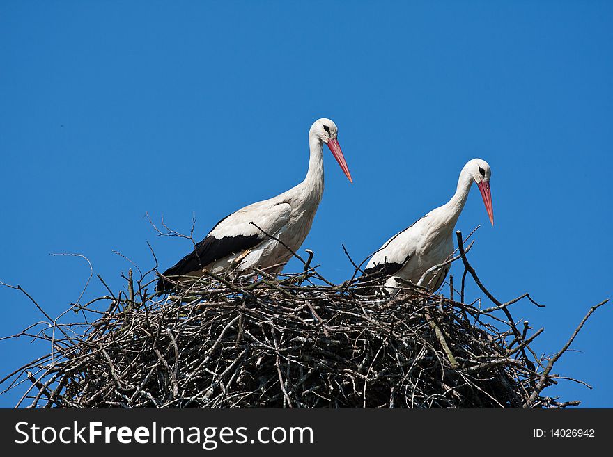 Storks In Nest