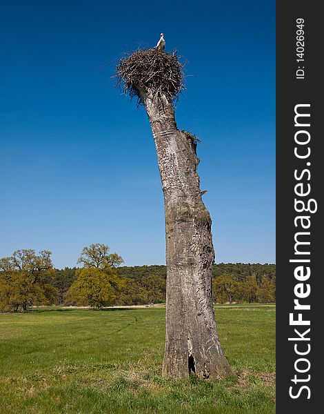 Couple of storks in nest