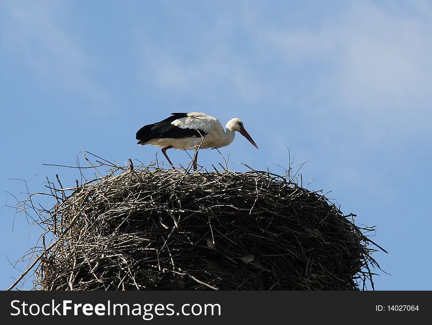 Stork In The Nest