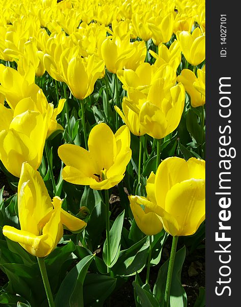 Meadow Of Yellow Tulips