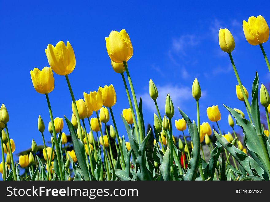 Meadow of tulips on the sky background. Meadow of tulips on the sky background.