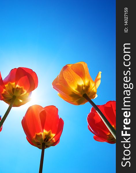 Tulips on the sky background. Nature conposition. Tulips on the sky background. Nature conposition.
